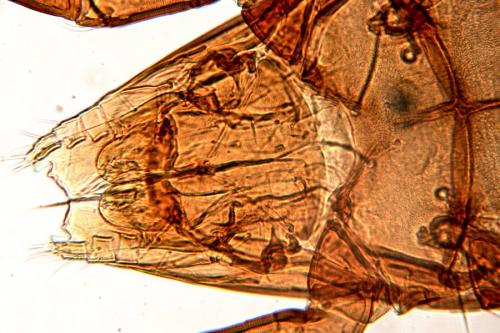 Réf. 221 483 : Perlohmannia dissimilis